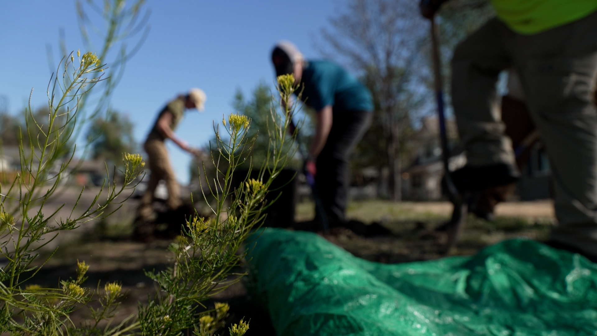 Change taking root in West Denver neighborhoods as nonprofit plants trees for neighbors .jpg