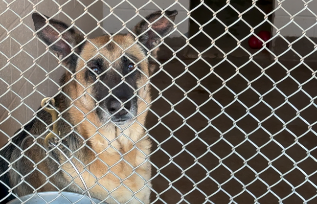 Cochise County may finally get its first animal shelter in 2026