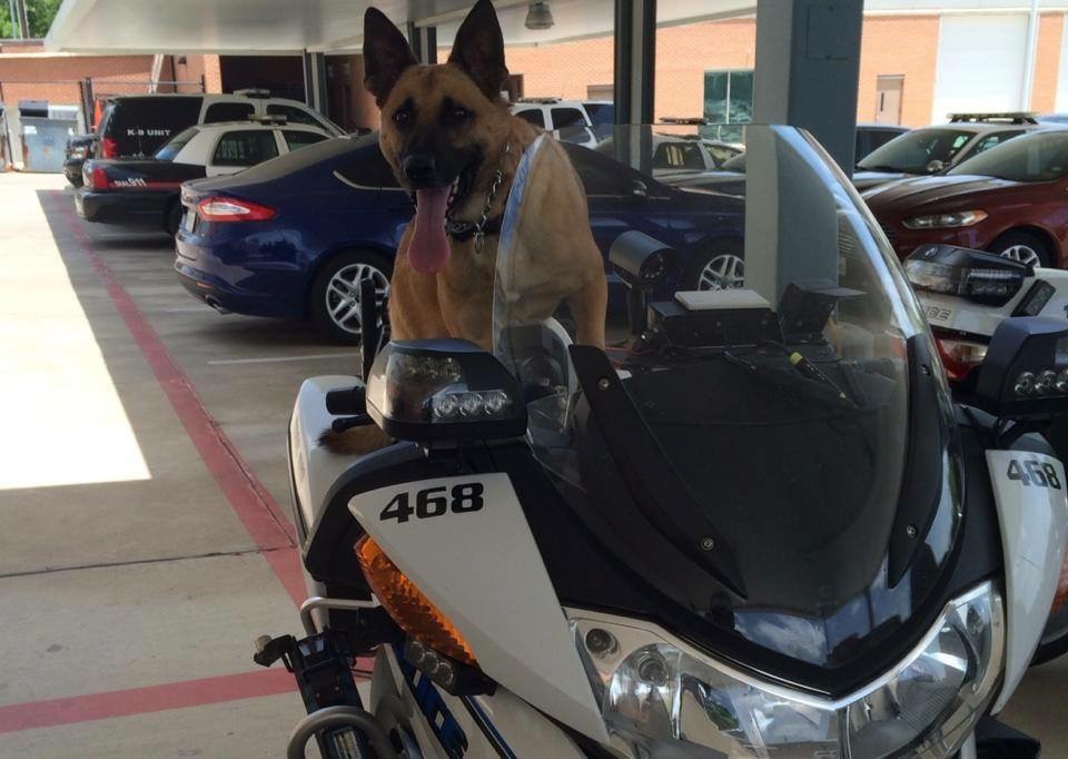 retired k9 levi.jpg