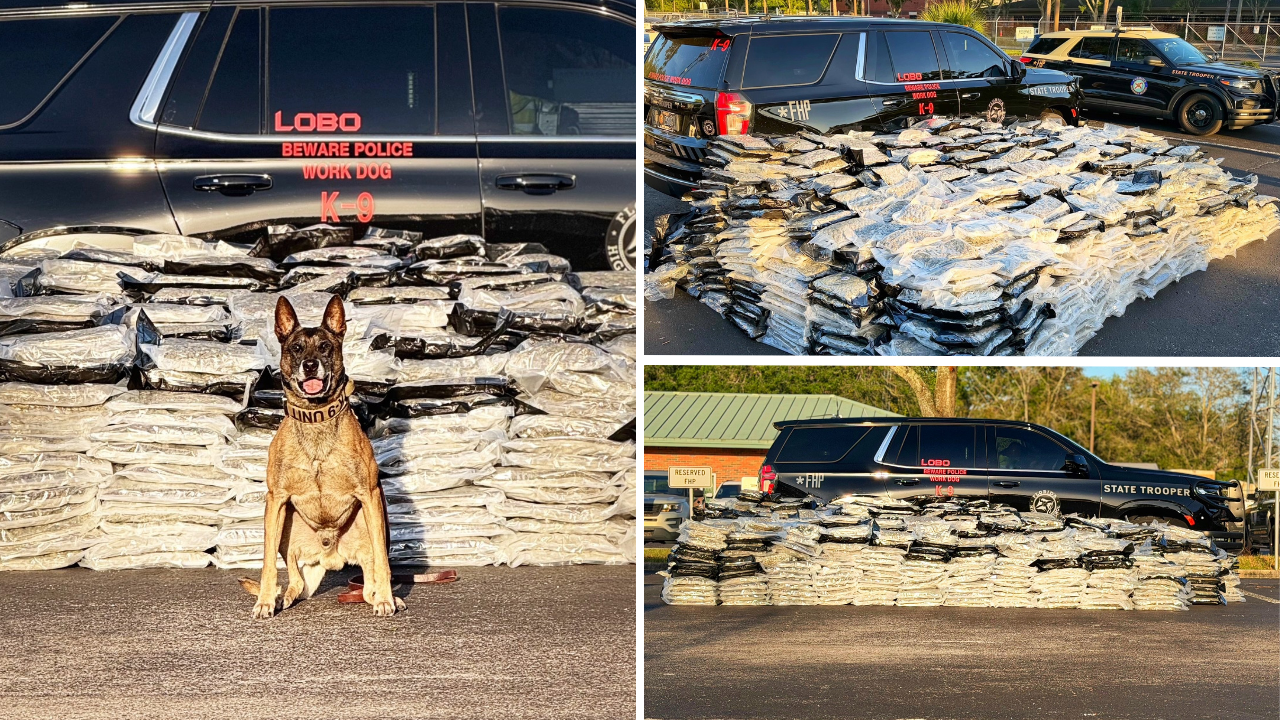 k9.png