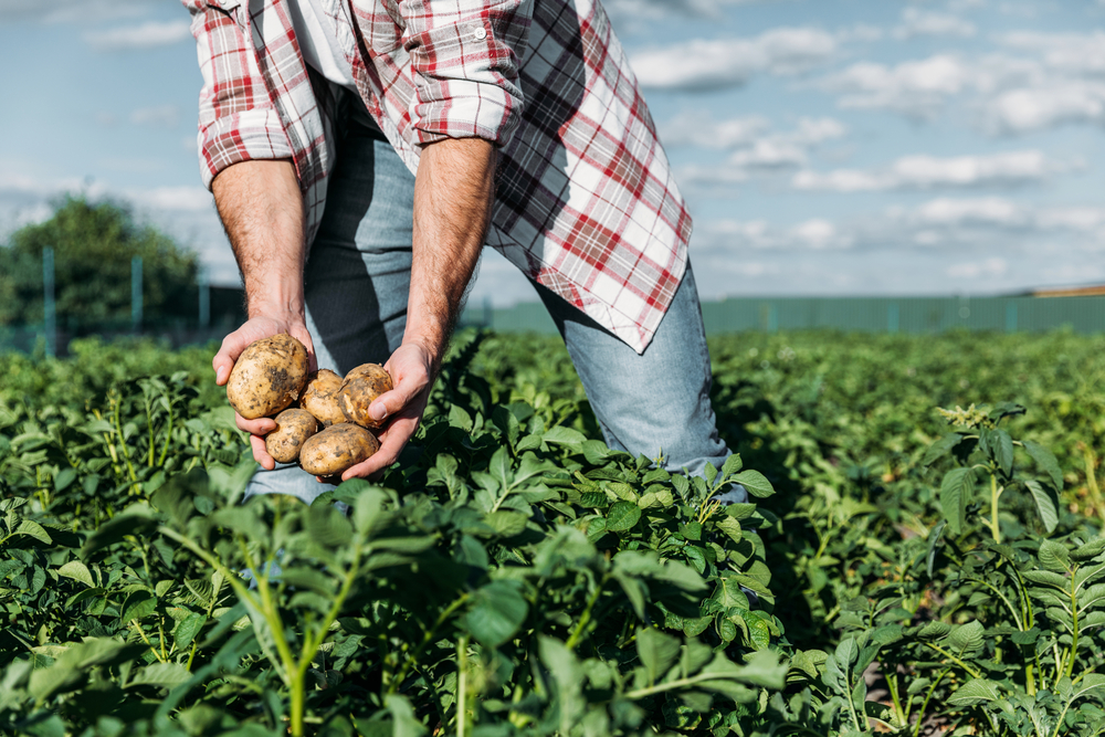 Cropped shot of gardener in checkered shirt holding potatoes while working on farm
