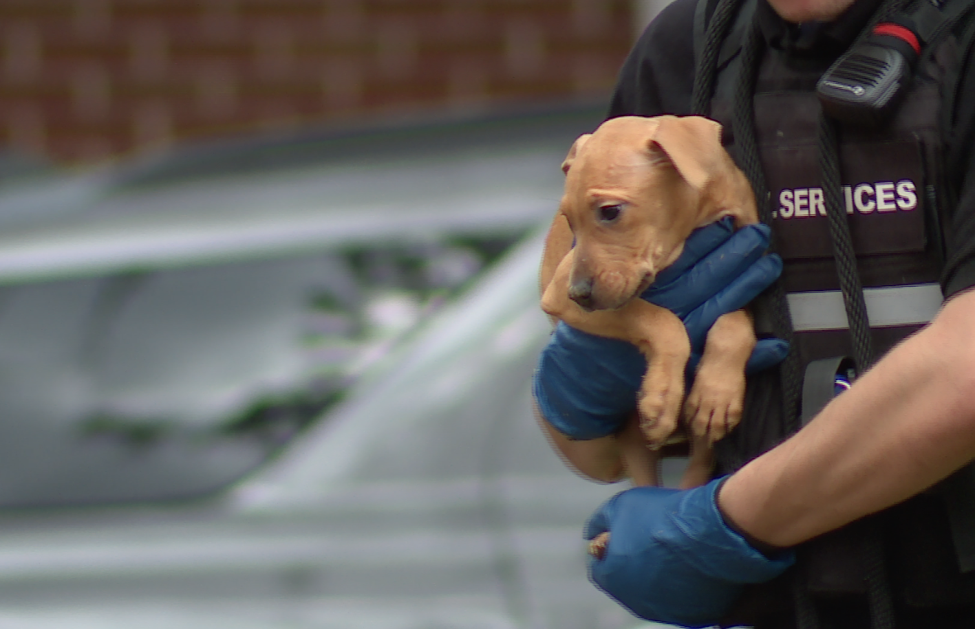 Federal Dog Fighting Warrant 1.png