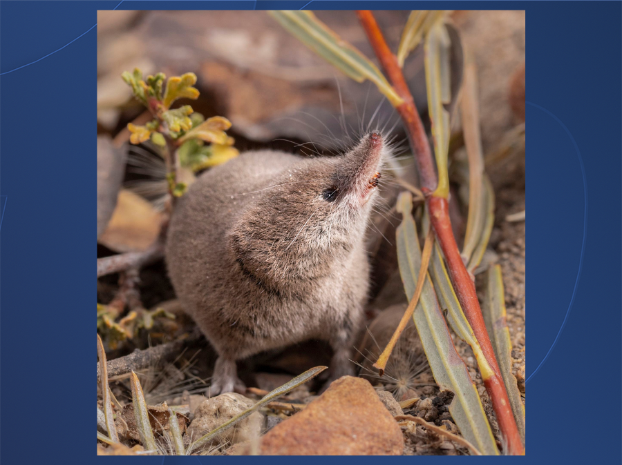 lyell shrew california_natural.png
