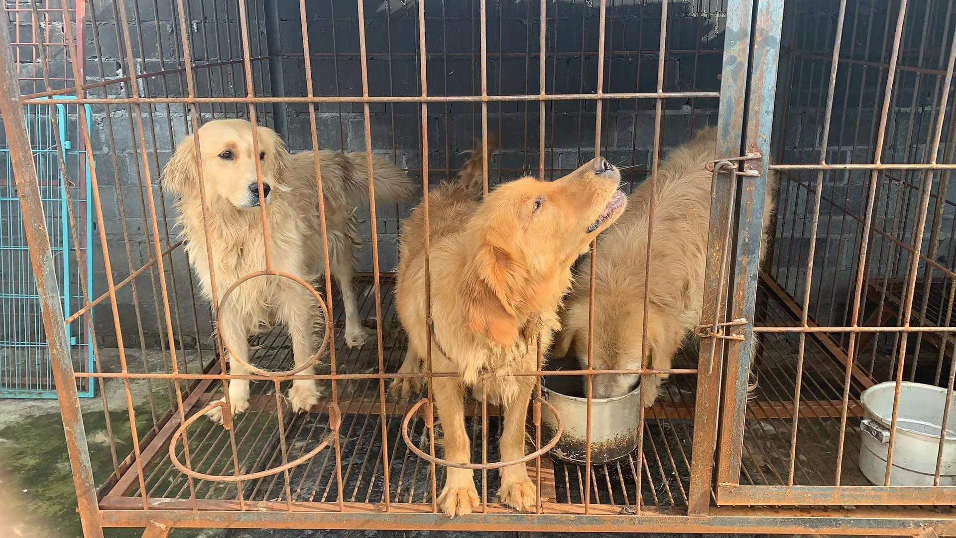 golden retriever cage