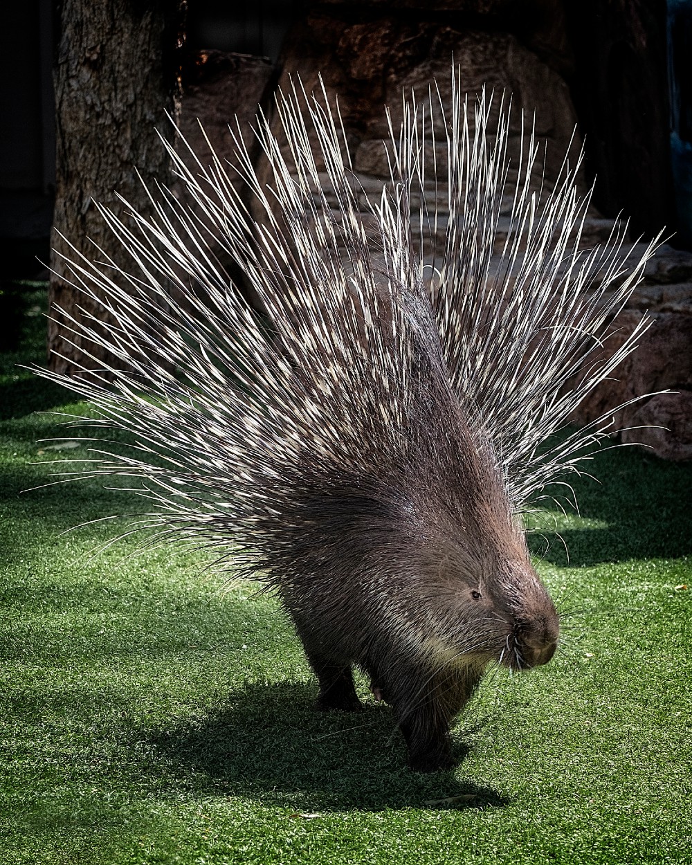 Kumari Phoenix Zoo porcupine.jpg