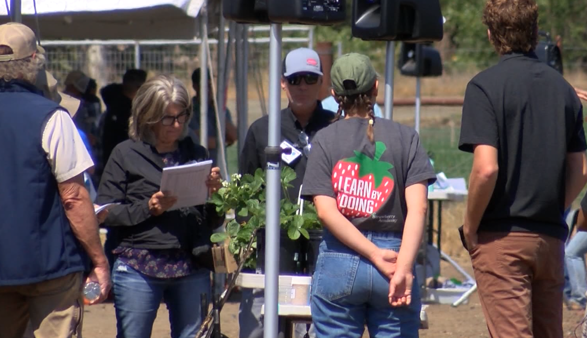 STRAWBERRIES CAL POLY 2 7-28-22.PNG