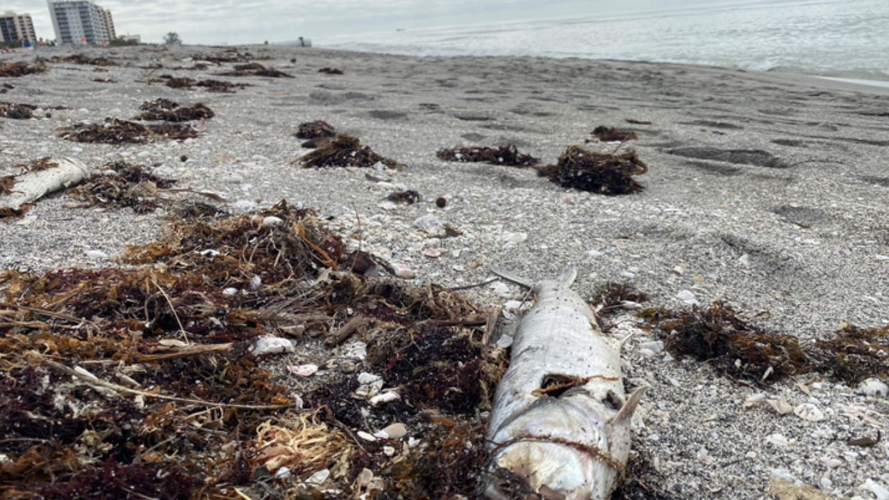 red tide.png