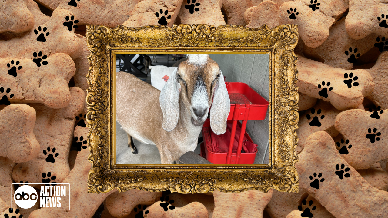 Rescues in Action: Hili