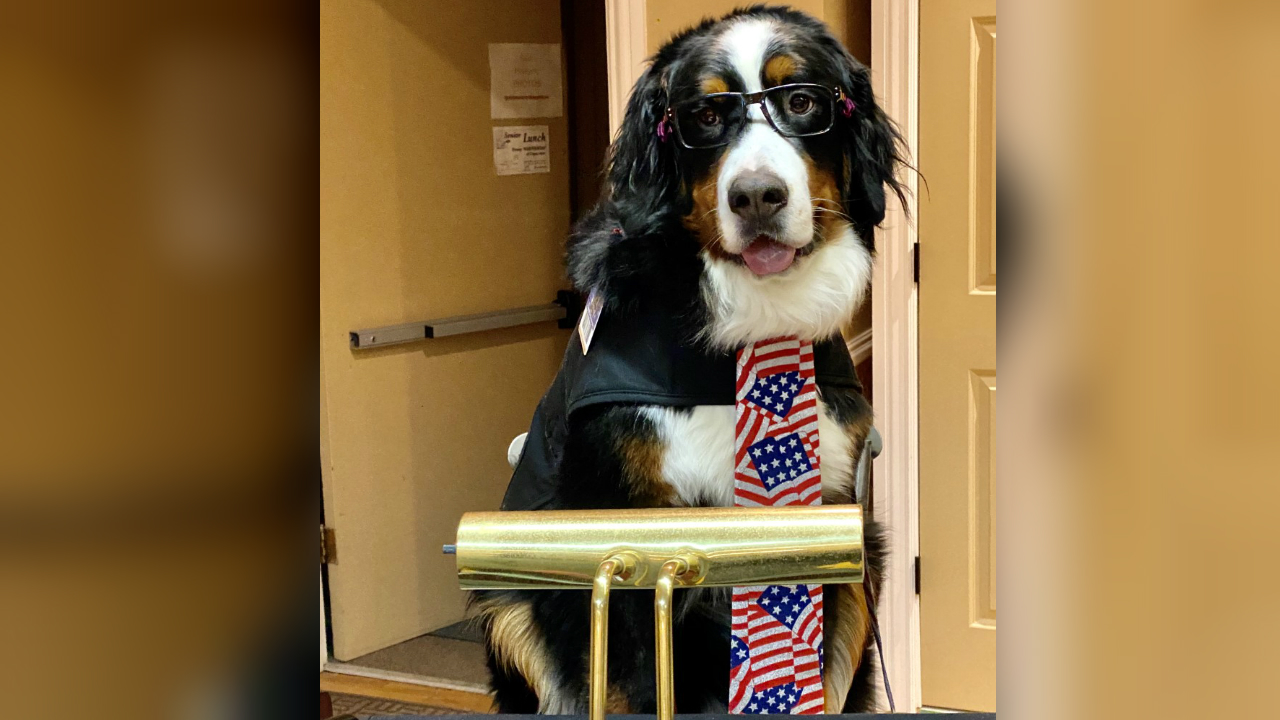 Parker the Snow Dog Honorary Mayor of Georgetown