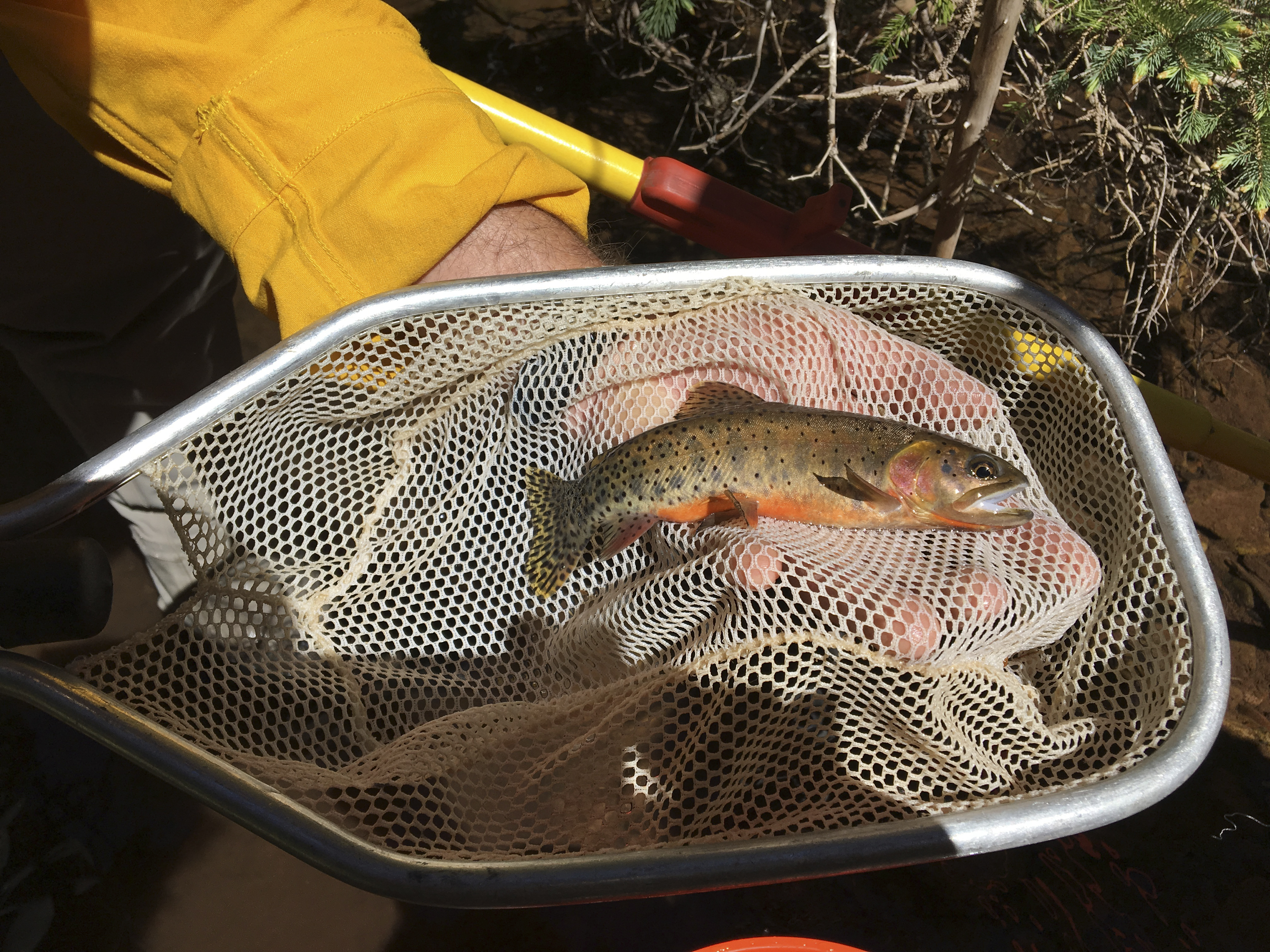 Colorado Fish Rescue, cutthroat trout, trout, native colorado fish