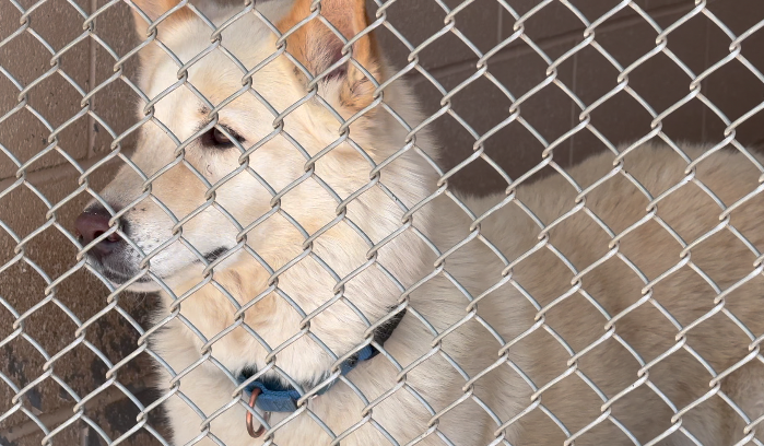 Sierra Vista animal shelter needs volunteers for kennels, can recycling