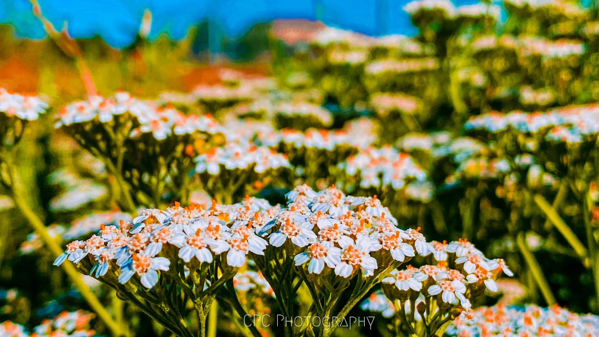 Colorful Colorado flowers