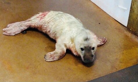 thumbnail_Rona first seal pup.jpg