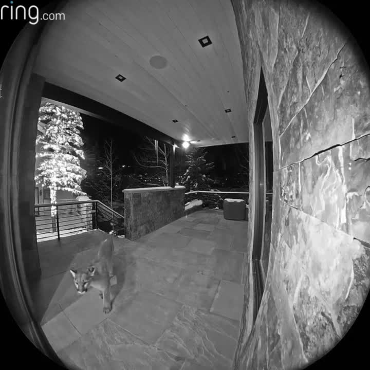Mountain lion near Vail home