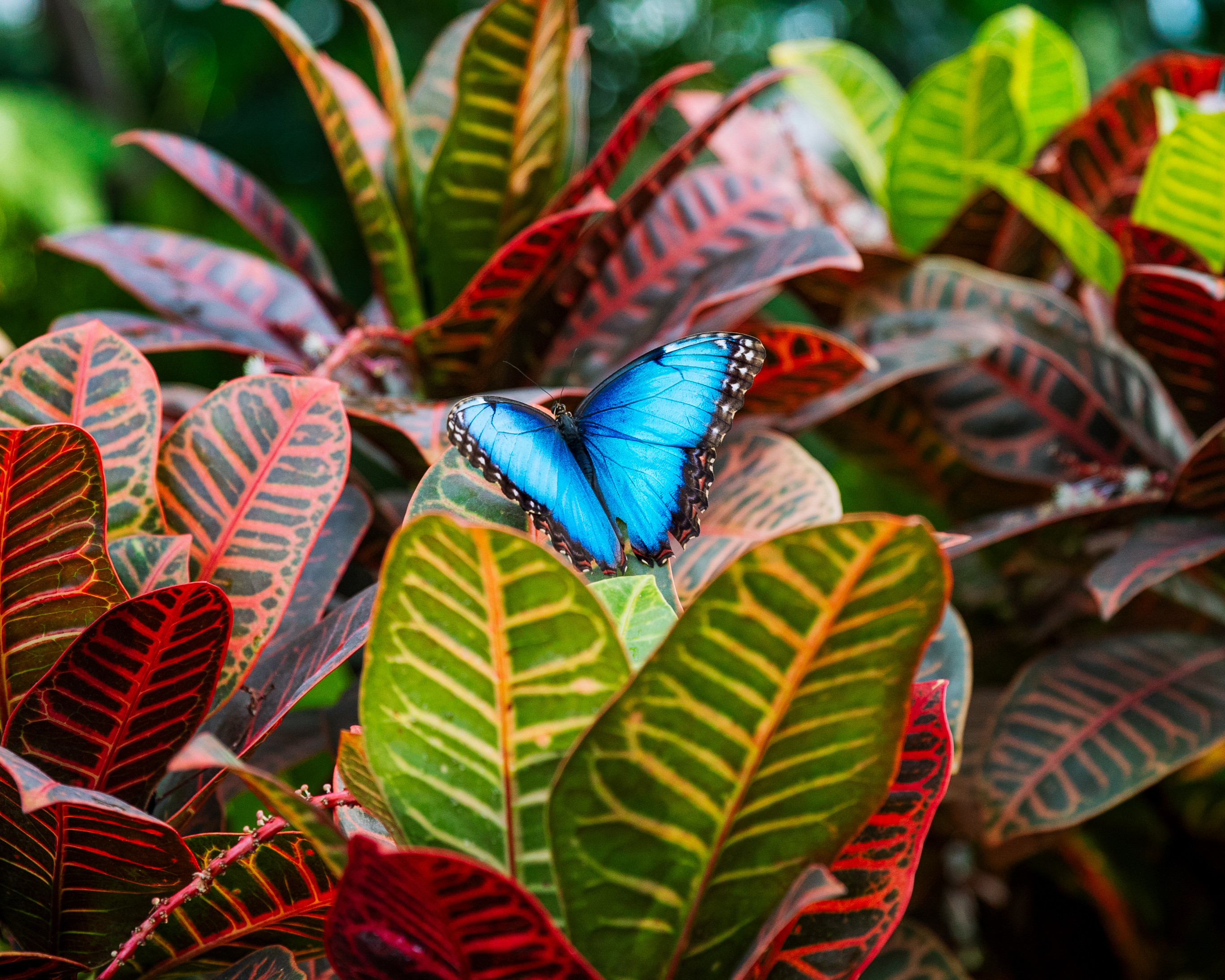 Fred & Dorothy Fichter Butterflies Are Blooming at Meijer Gardens (19).jpg
