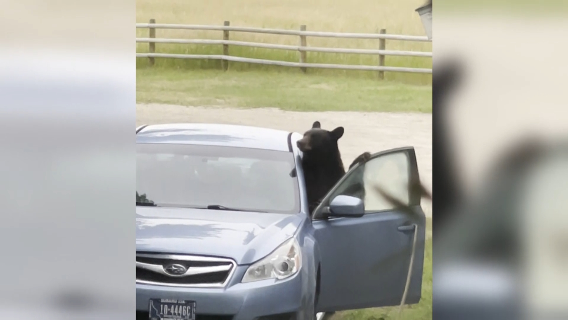 Bear in Car