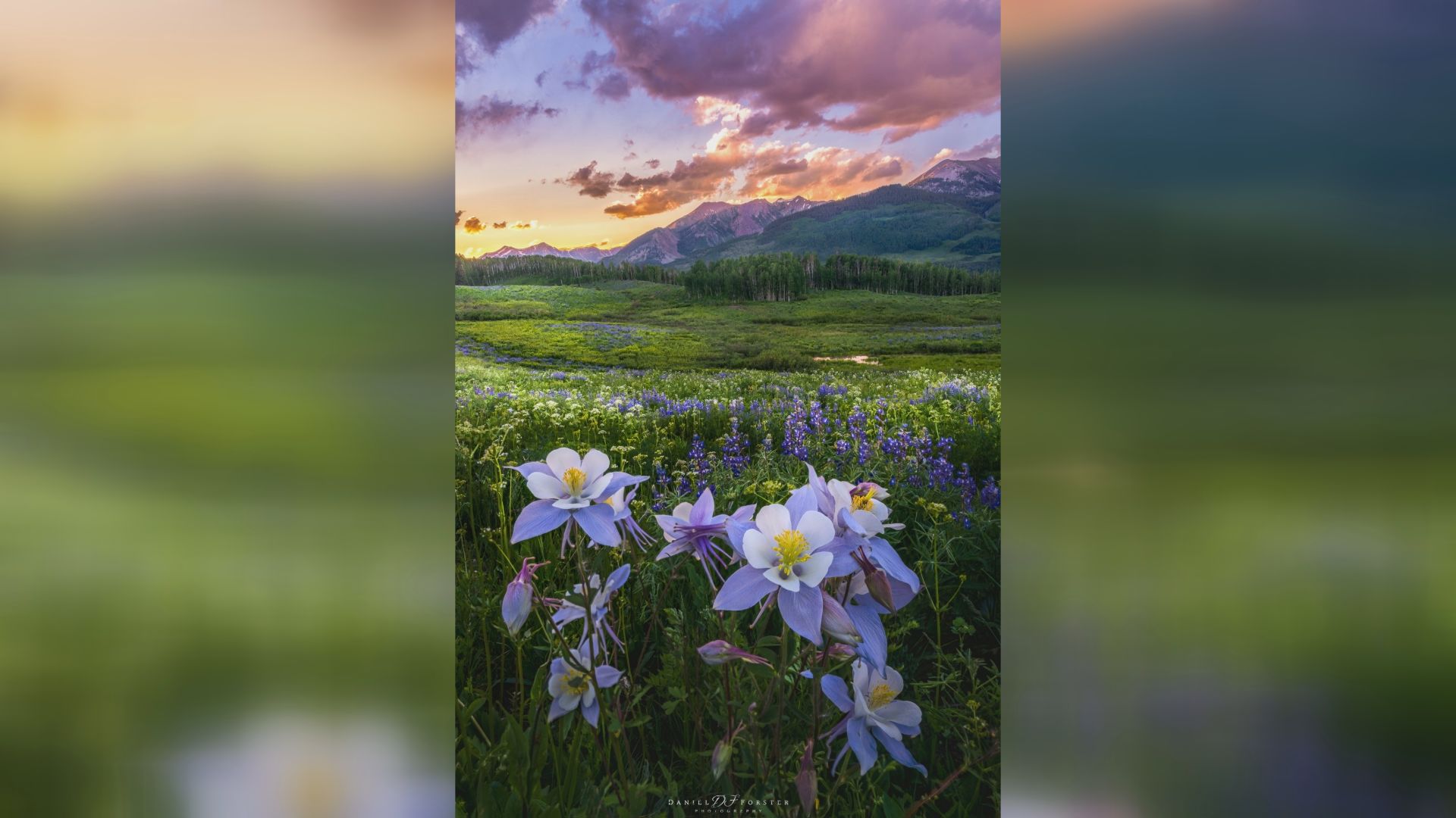 Crested Butte wildflowers