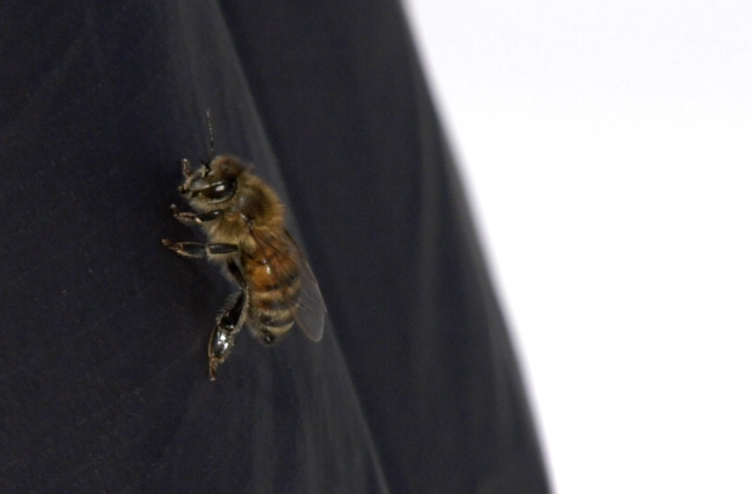 Beekeeping is now legal in Butte's city limits 