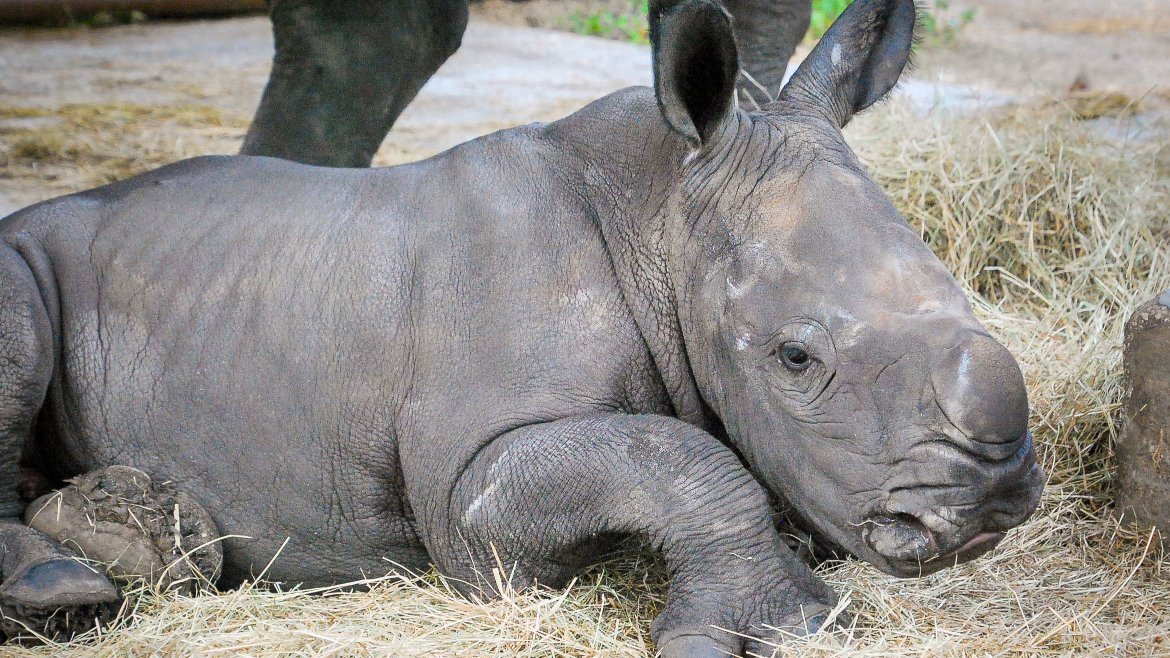  Lion Country Safari welcomed a male southern white rhinoceros calf, named Orion, on March 3, 2024.