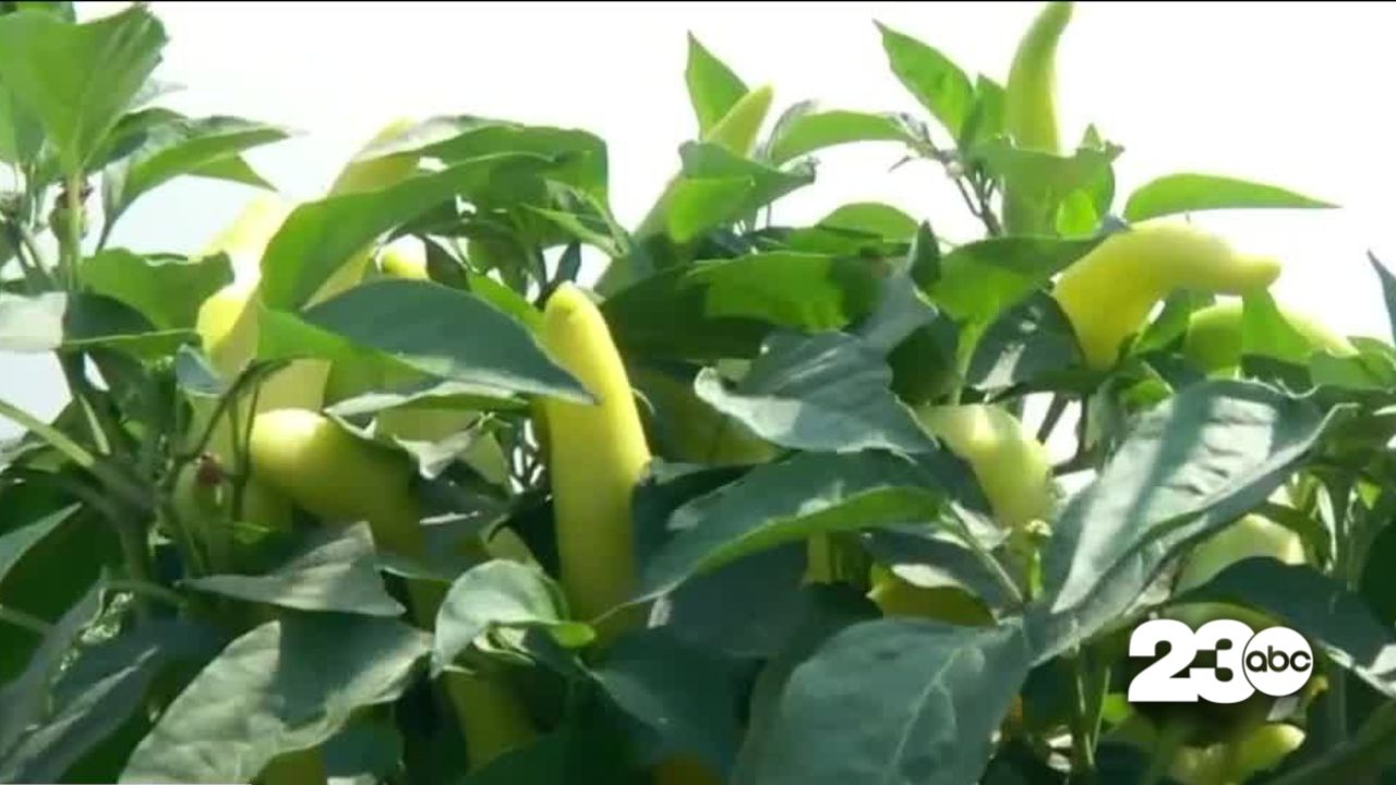 Ag Burn Bans take effect by 2024