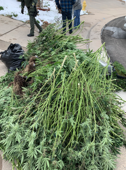 Illegal marijuana grow bust May 22, 2019