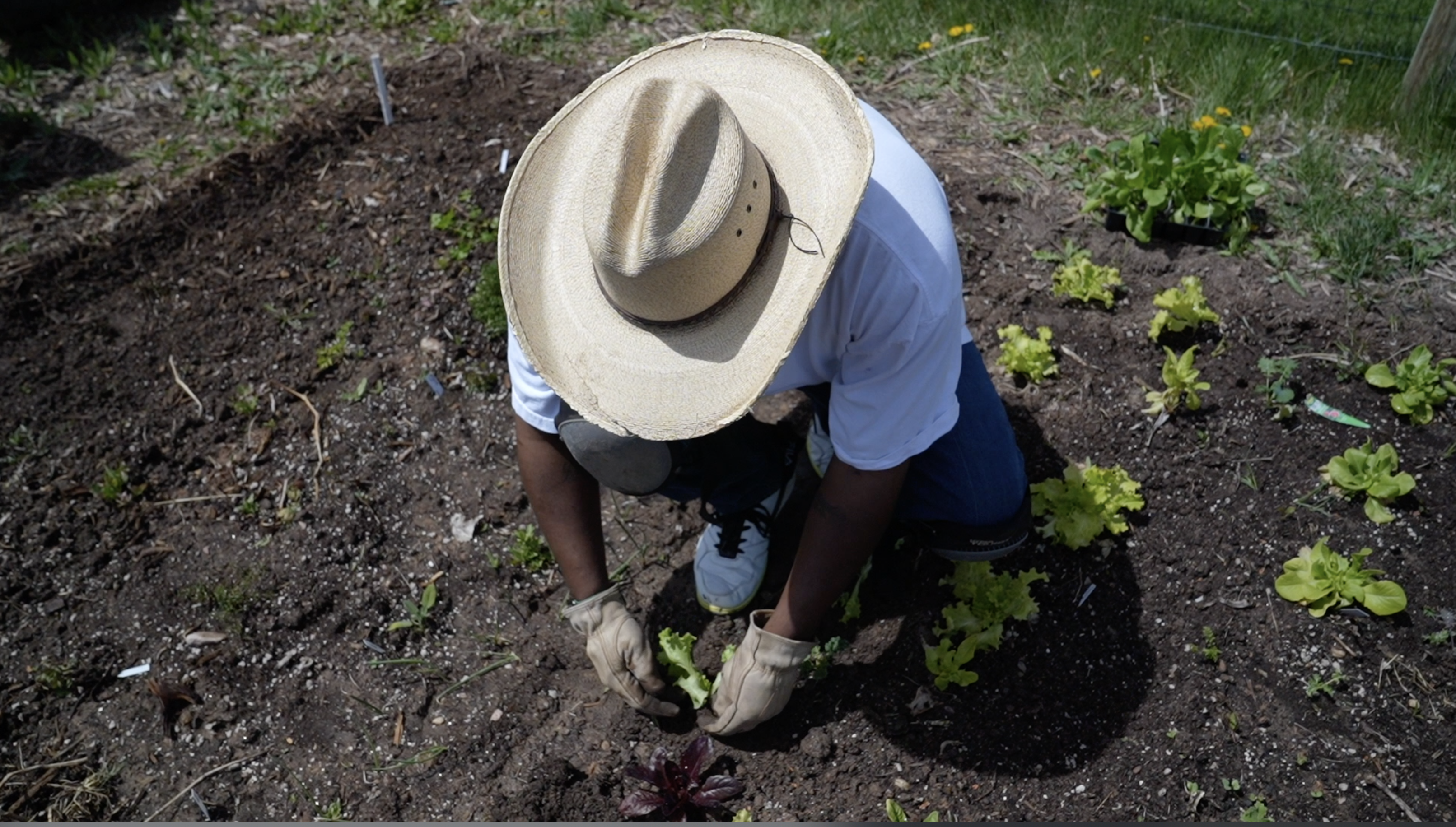 Planting a garden from seed is easy and can start now - Vimarsana News