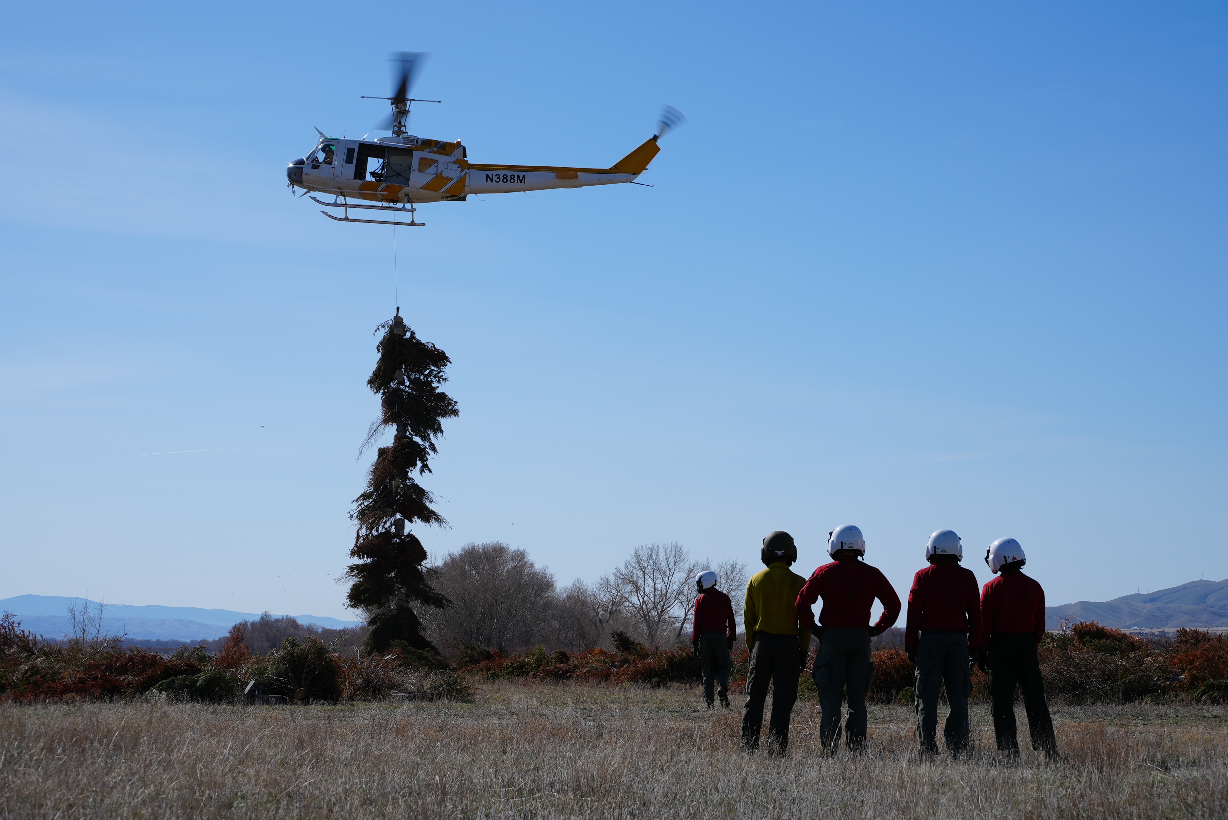 Pines for Perch 3.JPG