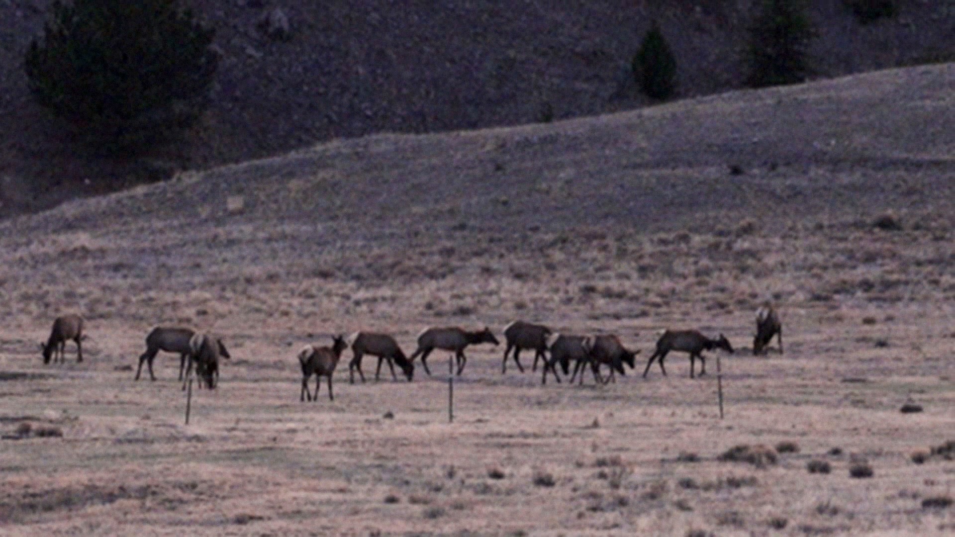 elk in park county.jpg