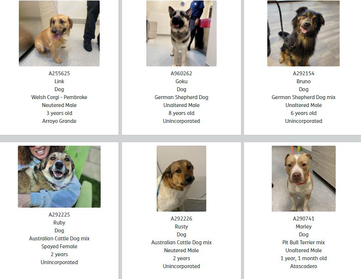 Dogs for adoption.JPG