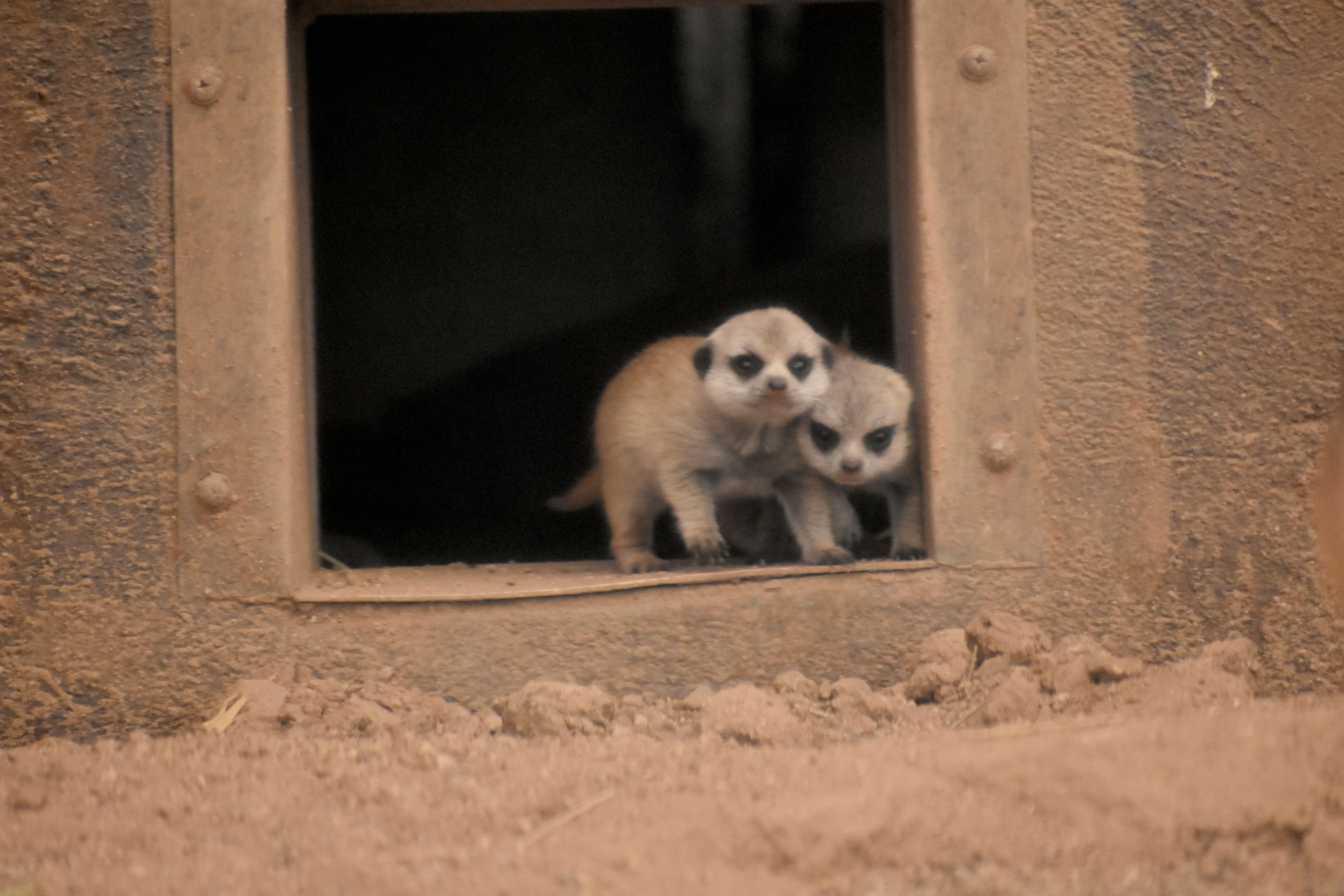 Tucson zoo welcomes two Meerkat pups