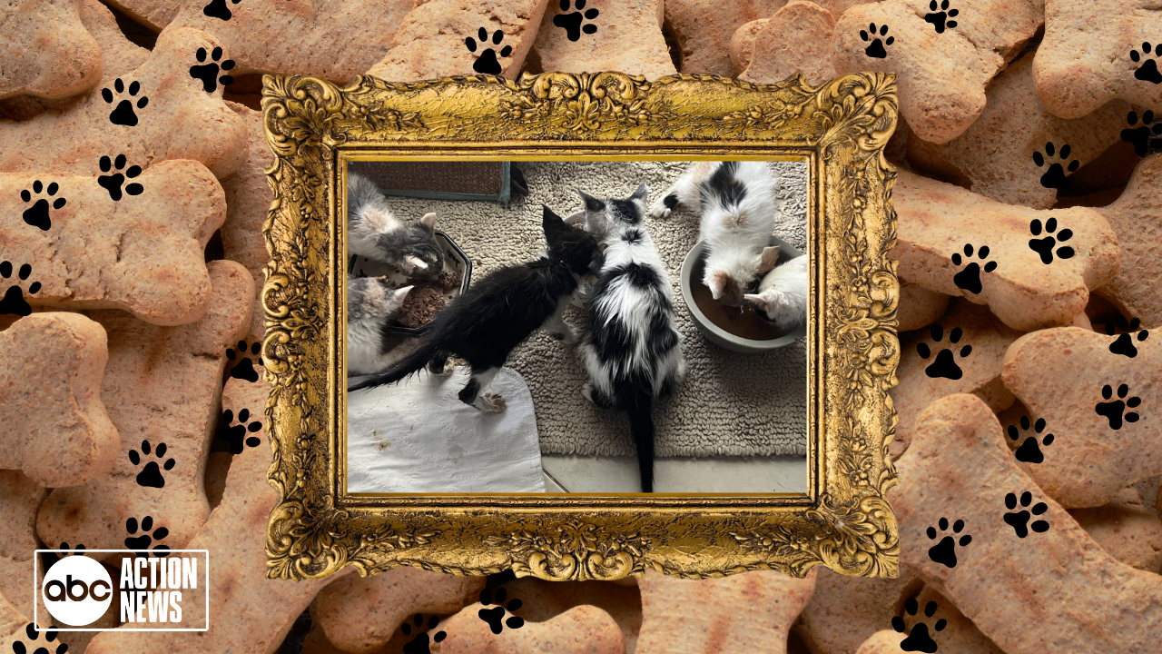 Rescues in Action:  Allie, Daisy and Mr. WobbleBottoms 