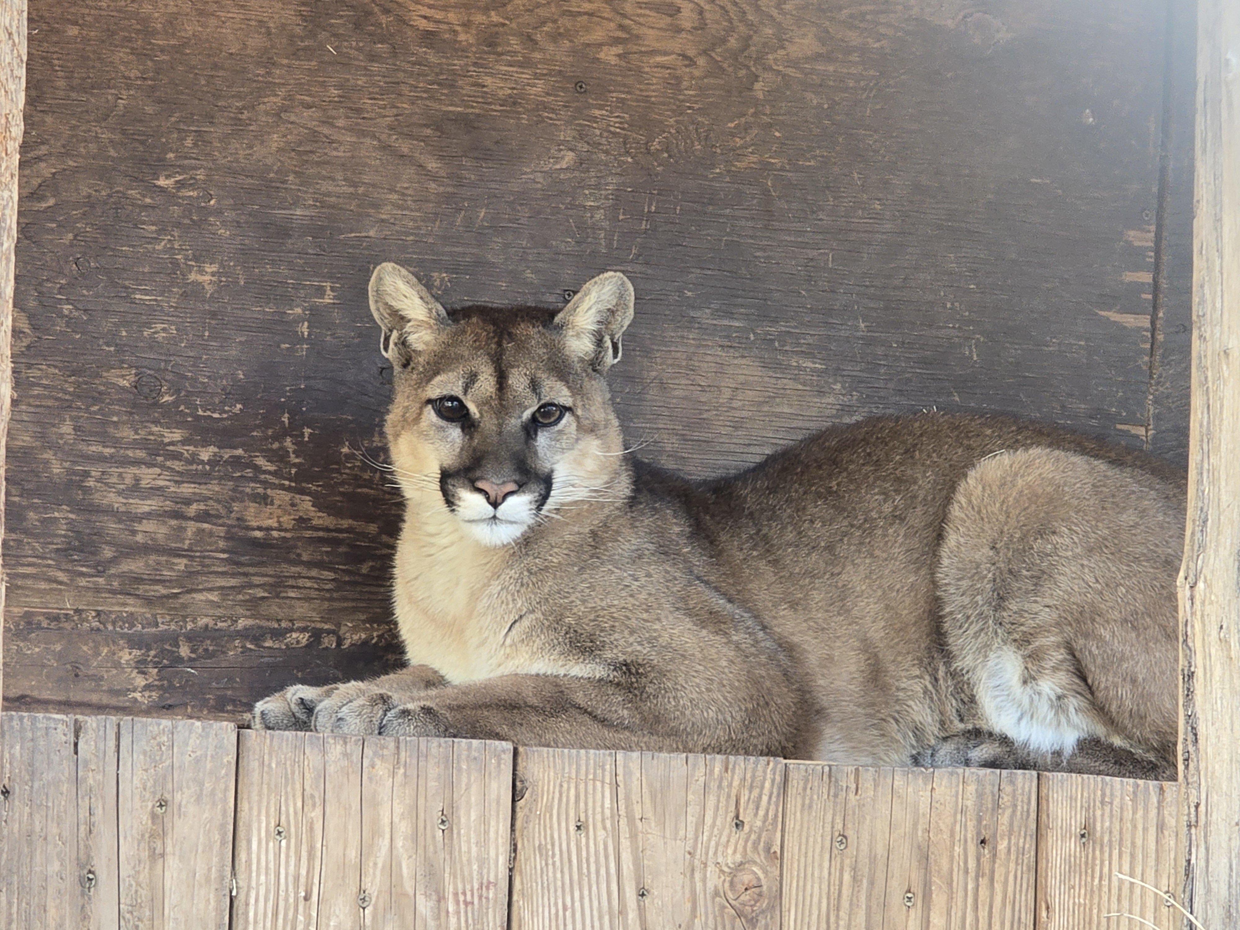 SDHS_Mountain Lion.jpg