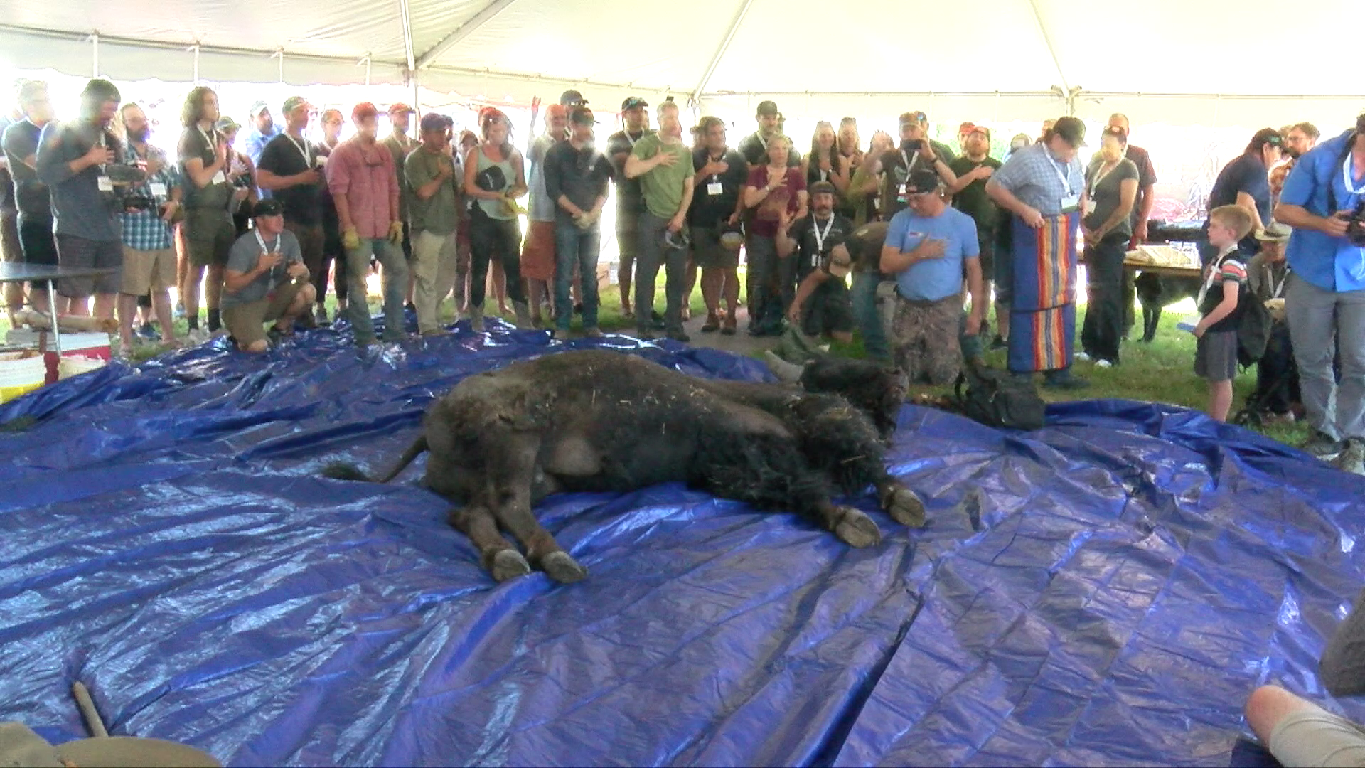 "Buffalo Breakdown" features traditional Blackfeet bison butchering
