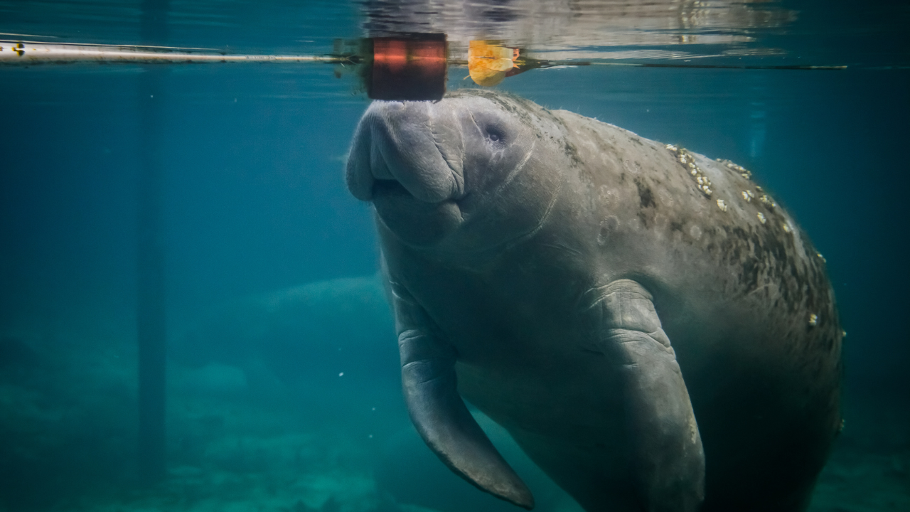 manatee generic WFTS.png