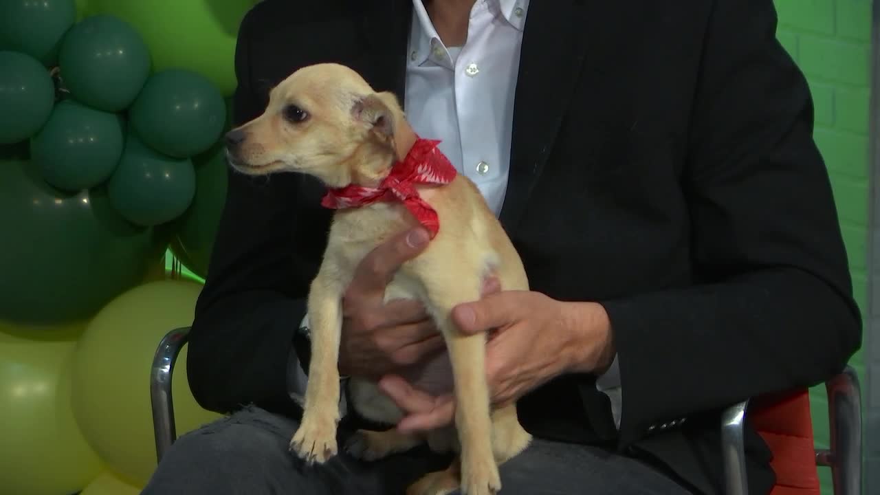 Pet of the Week, Toggles (FILE)