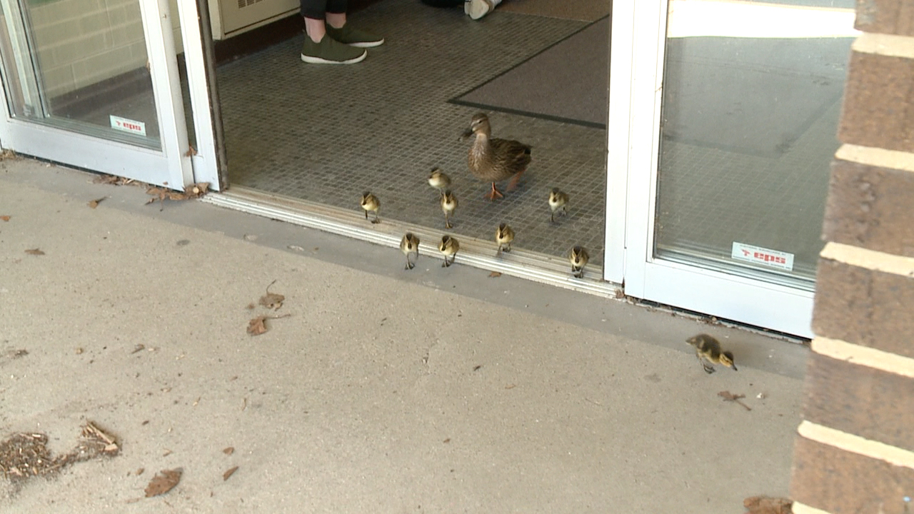 Ducks leaving school.jpg