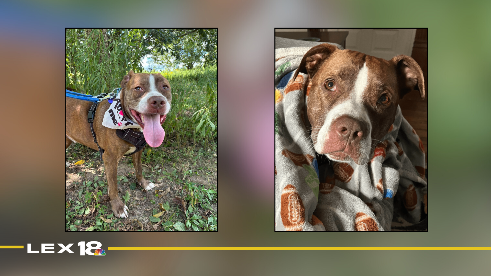 mugshot template  - 2025-12-19T110500.805.png