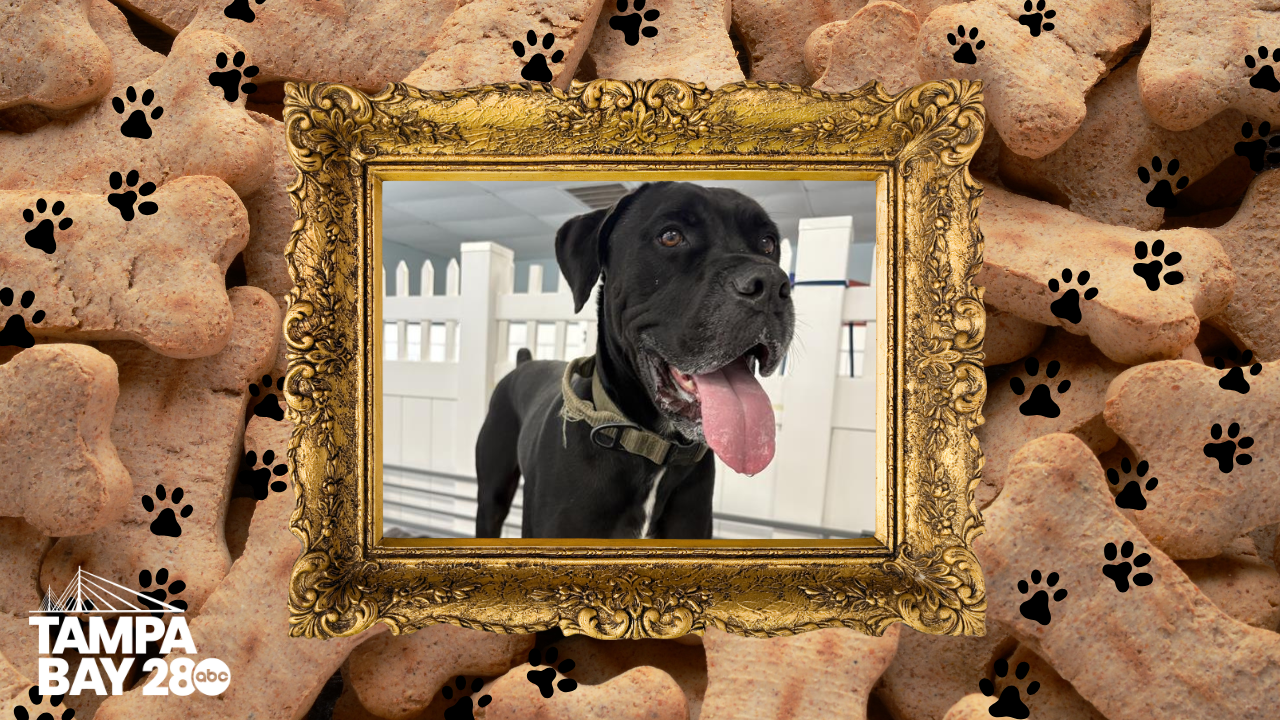 Tampa Bay 28 - Rescues in Action (1).png