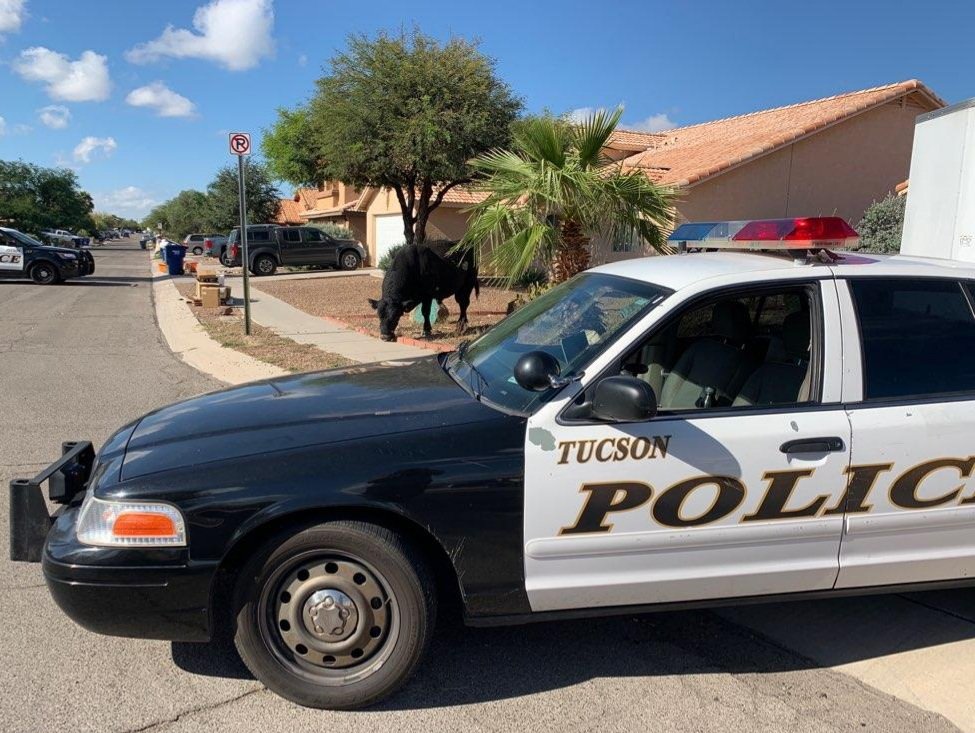Tucson Police bull 1.jpg