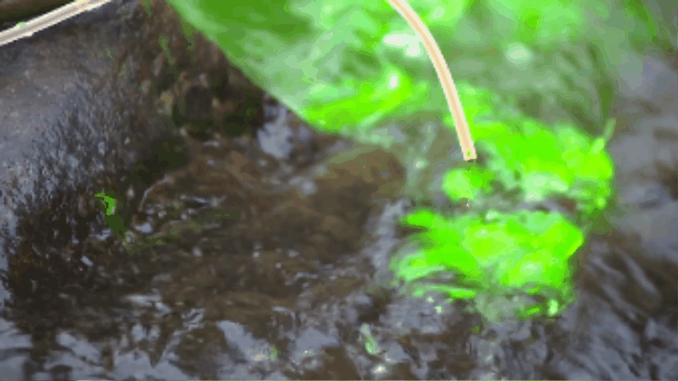Dyed green in river 