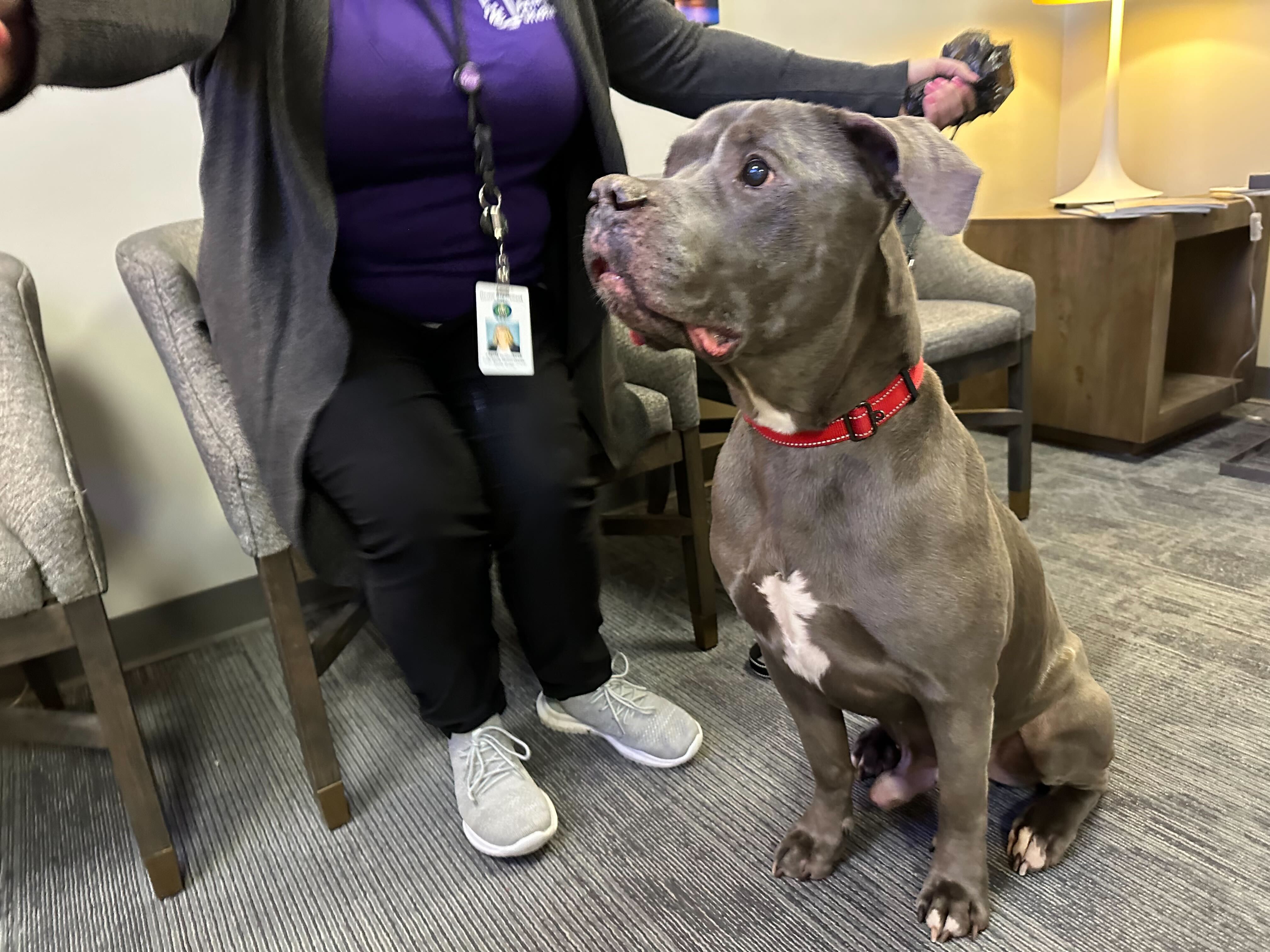 Francis - Pet Adoption Tuesday