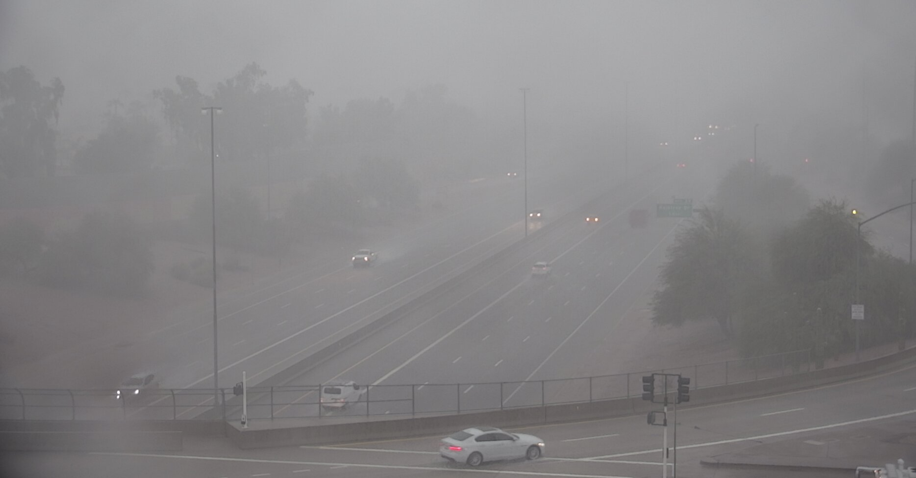 loop 101 and rain tree rain