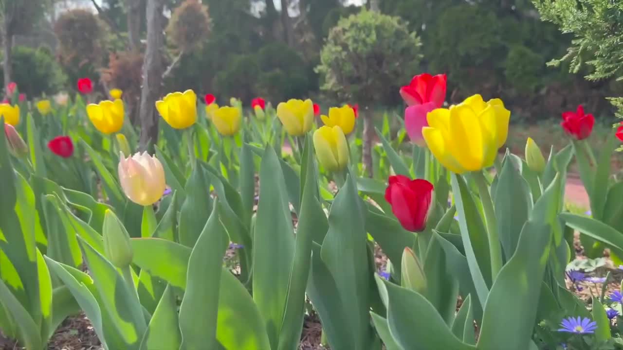 Ladew Topiary Gardens officially reopens for the spring 2026 season.