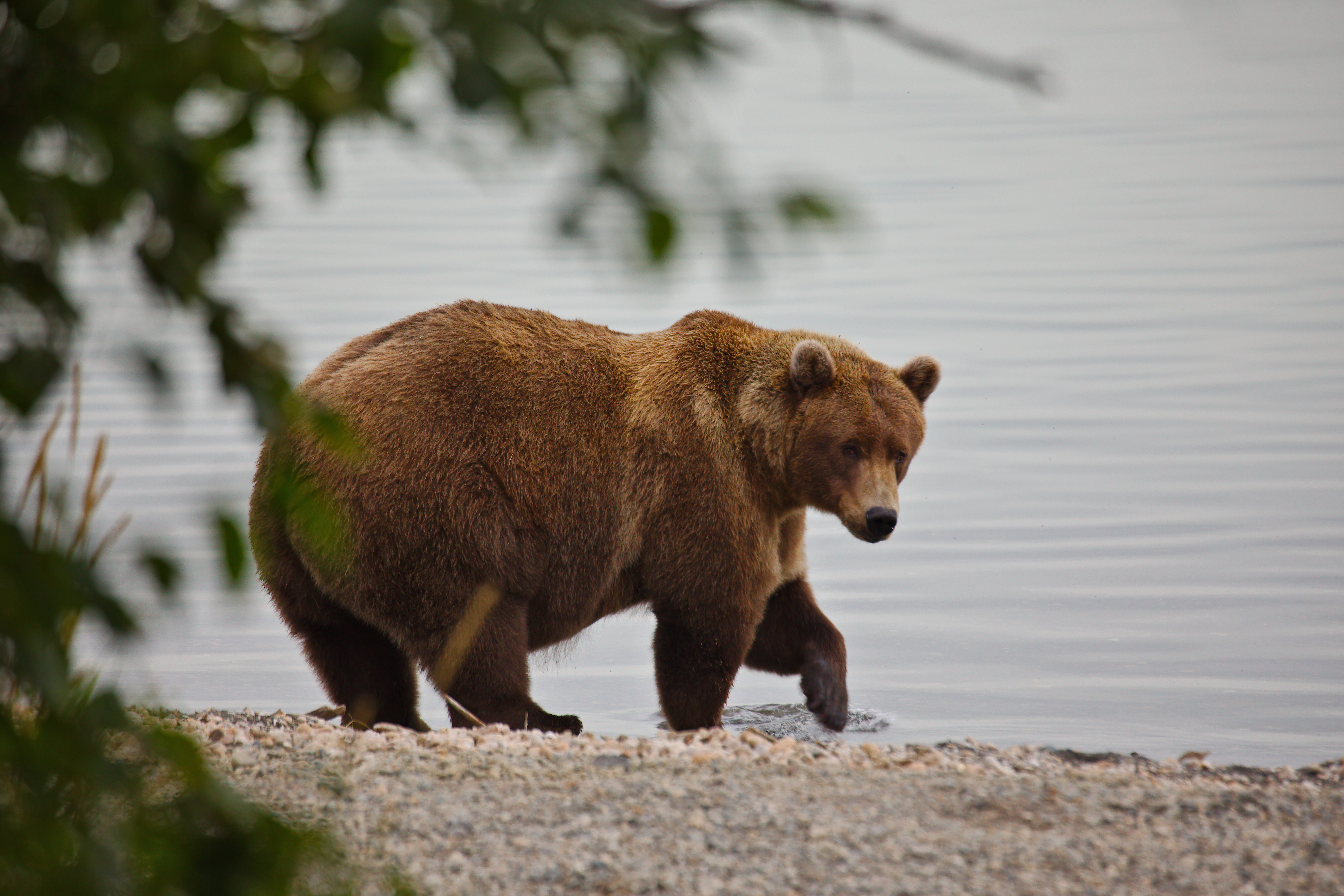Bear 901 Fat Bear Week 2025