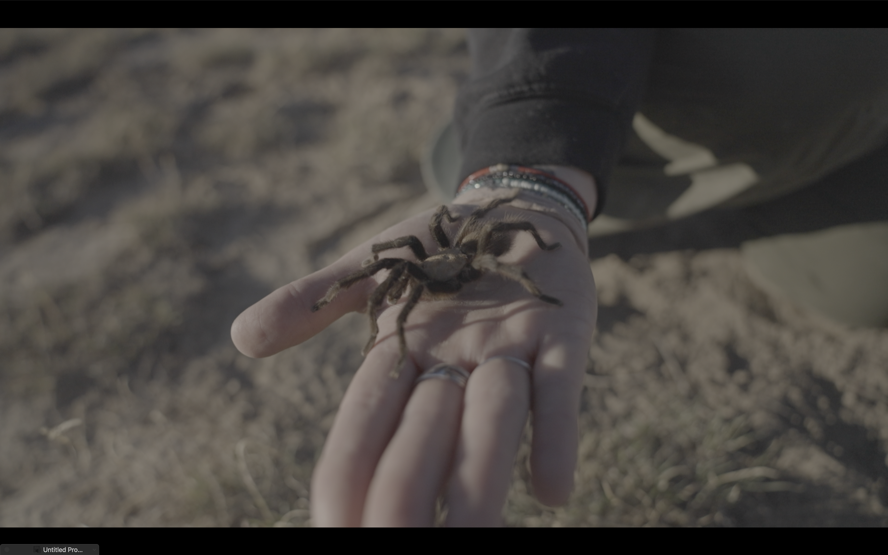 Tarantula