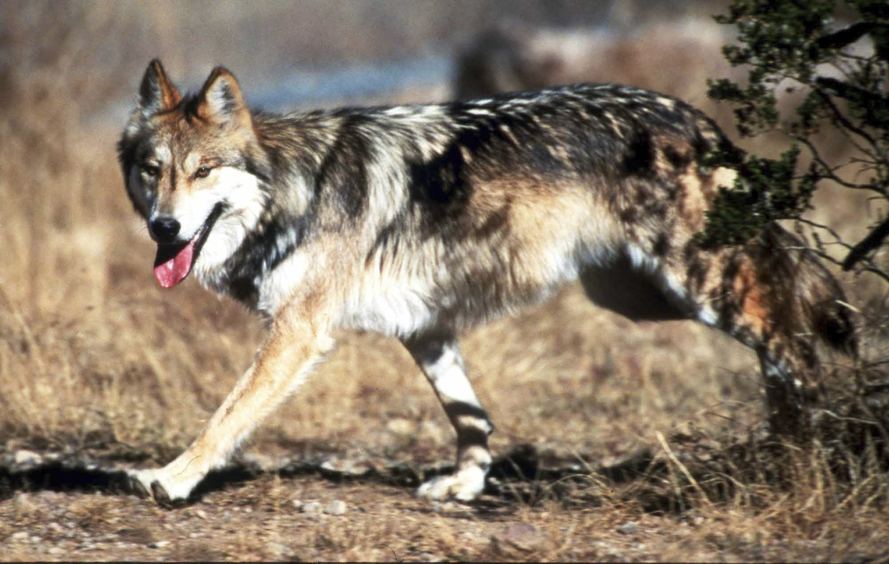 Endangered Wolves-Deaths