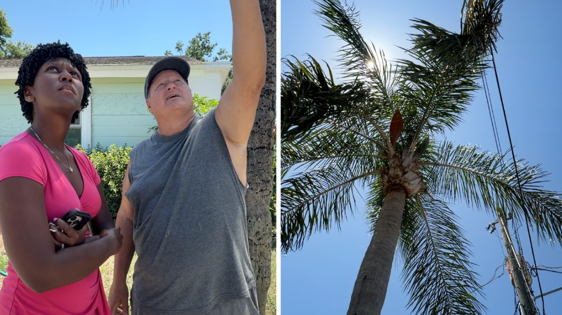 South Tampa resident fights to save palm trees from being cut down by TECO