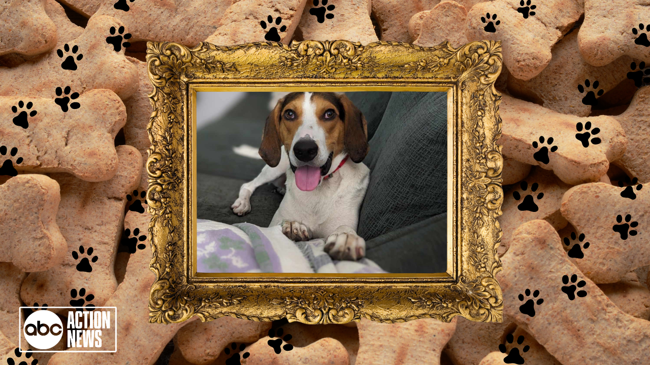 Rescues in Action: Stanley the man