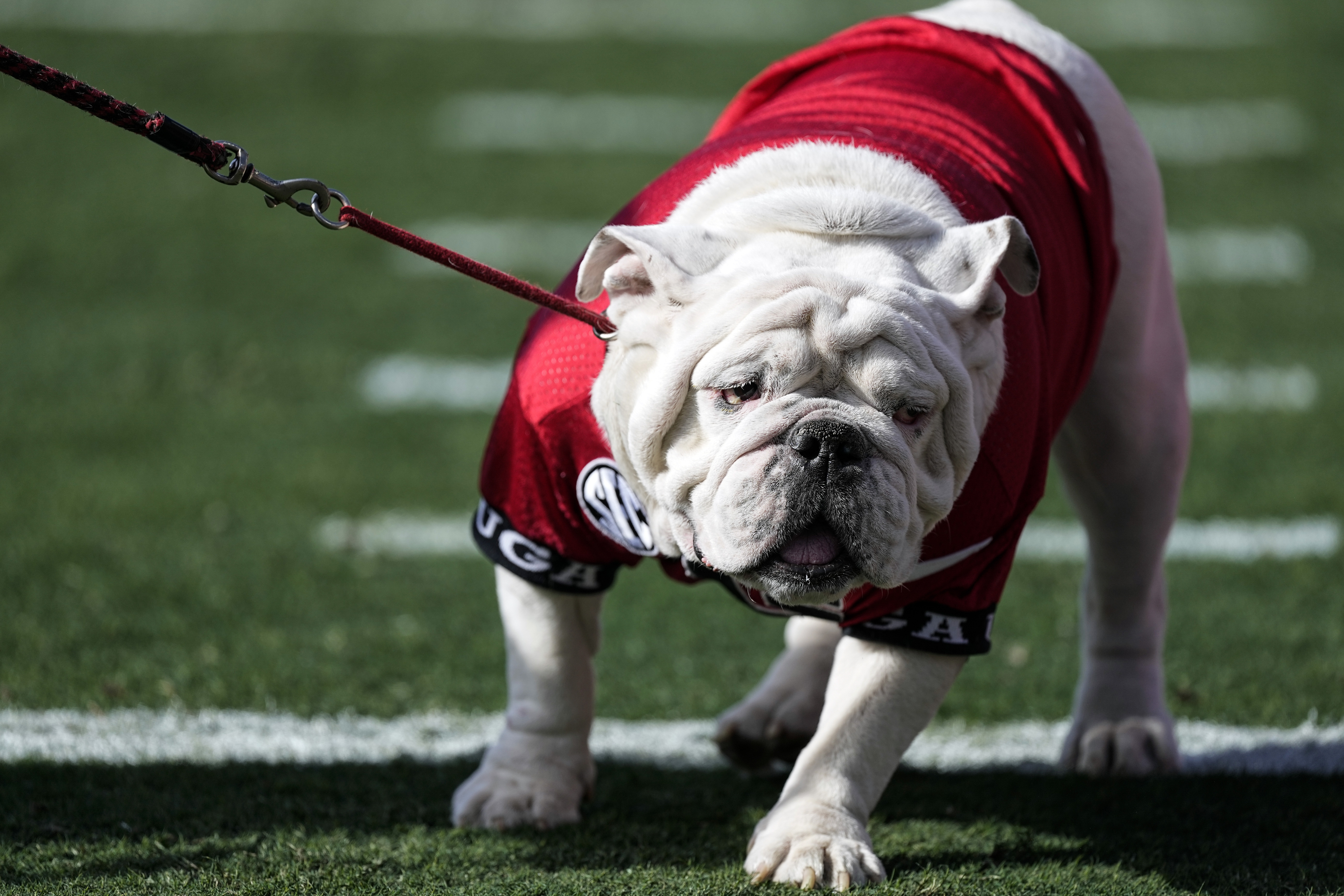 Georgia New Mascot Football