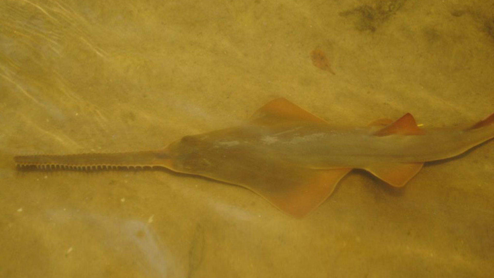 smalltoothsawfish.png